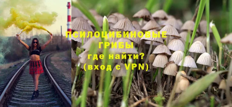 OMG как войти  Александровск  Галлюциногенные грибы MAGIC MUSHROOMS 